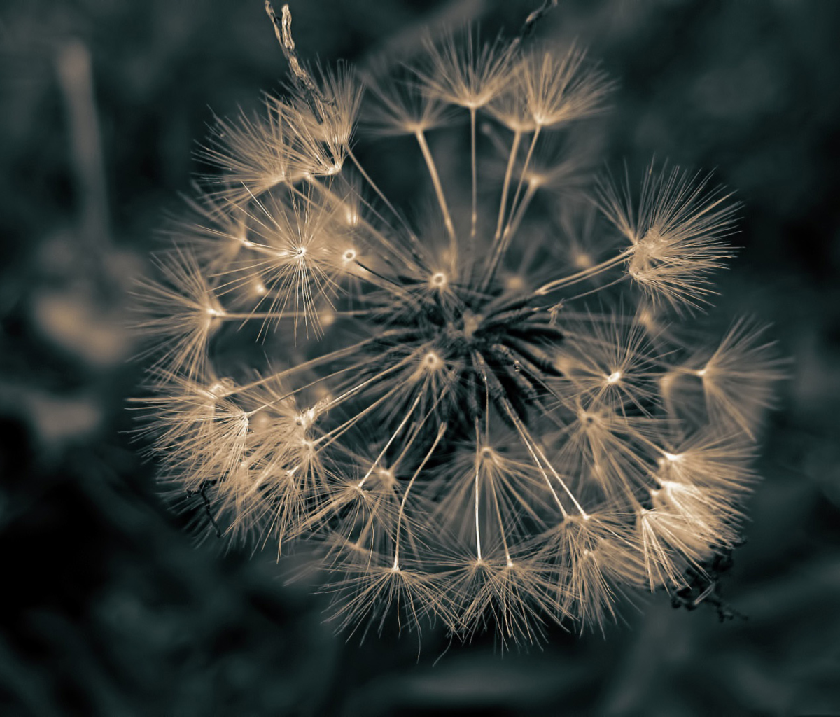 Das Dandelion Close Up Wallpaper 1200x1024