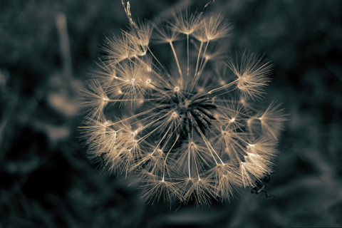 Screenshot №1 pro téma Dandelion Close Up 480x320