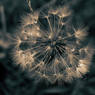 Dandelion Close Up - Obrázkek zdarma pro 128x128