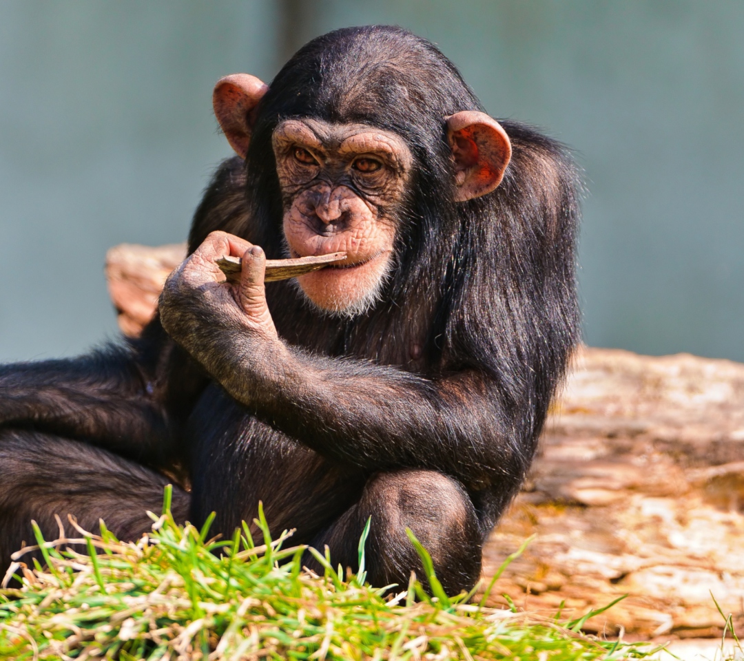 Das Thinking Chimp Wallpaper 1080x960