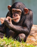 Thinking Chimp wallpaper 128x160