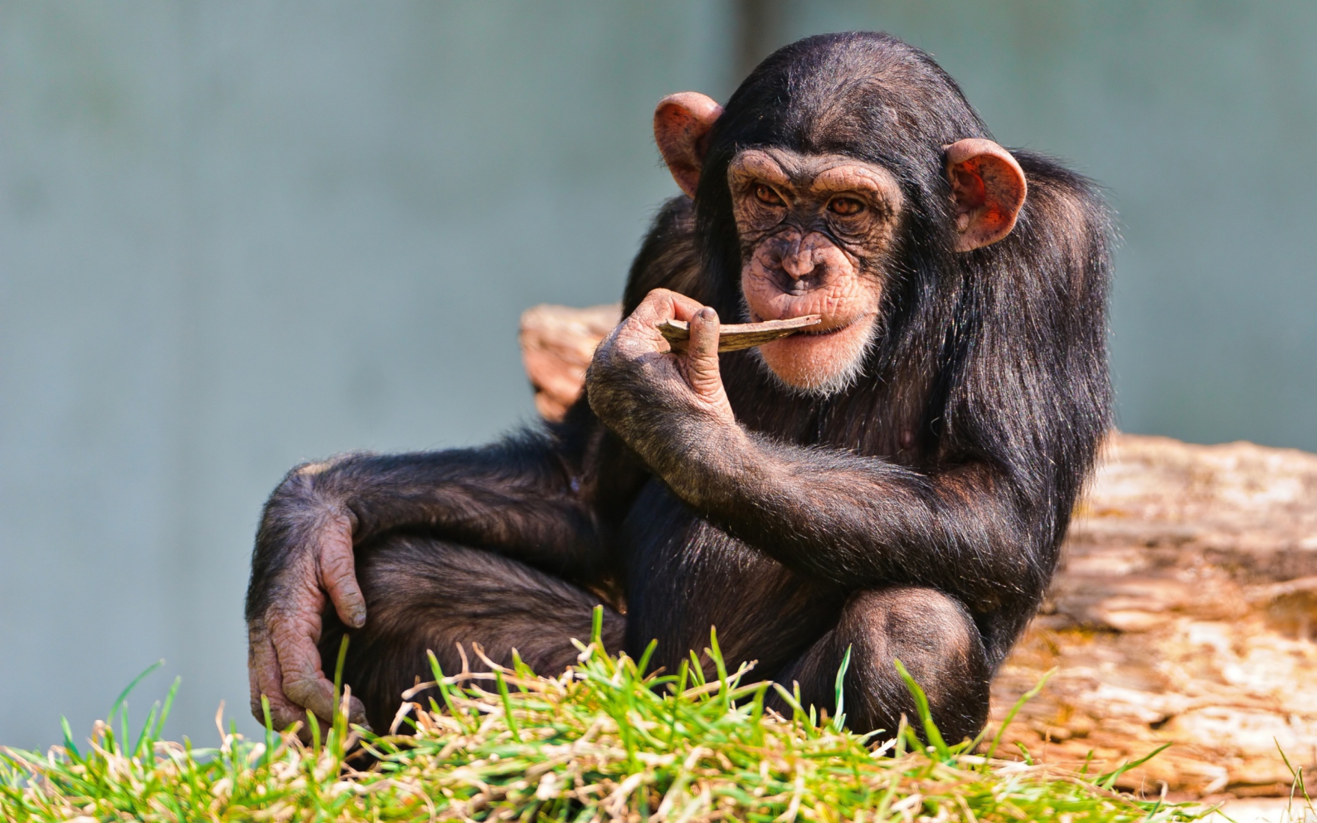 Das Thinking Chimp Wallpaper 1920x1200