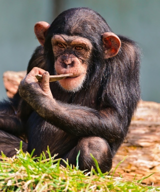 Thinking Chimp - Obrázkek zdarma pro 750x1334