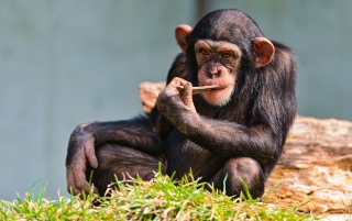 Free Thinking Chimp Picture for Android, iPhone and iPad