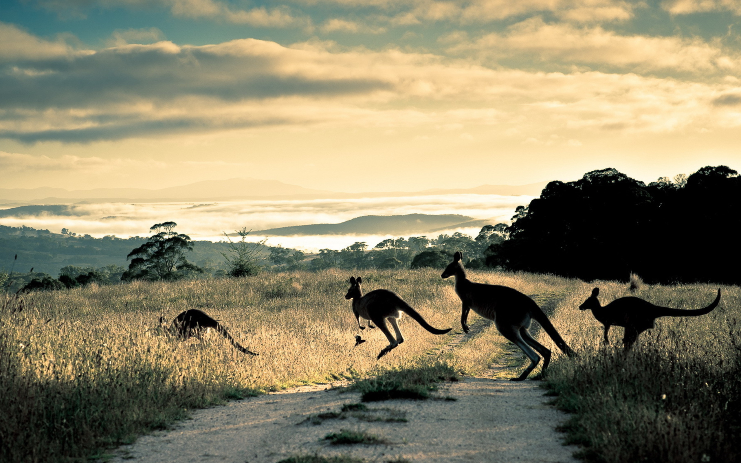Новая дикая природа. Саванна Австралия кенгур. Австралийская Саванна с кенгуру. Кенгуру в Австралии. Австралия природа кенгуру.