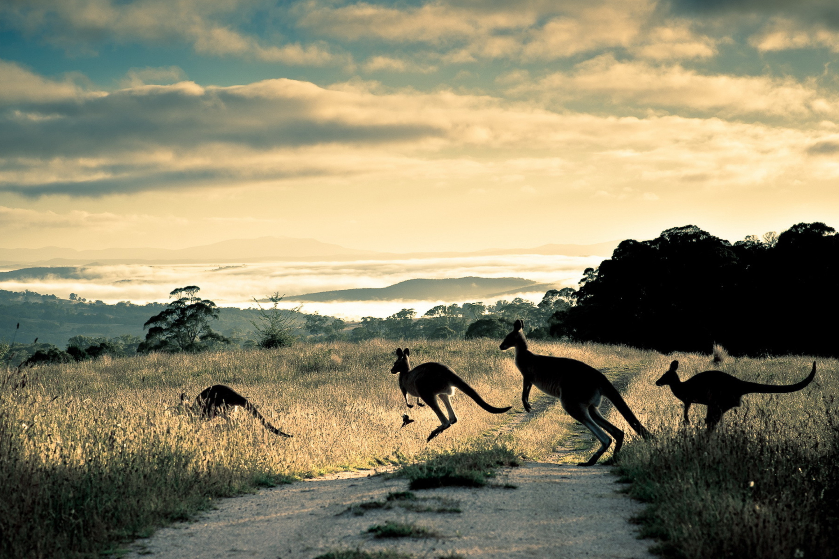 Das Kangaroo Wallpaper 2880x1920