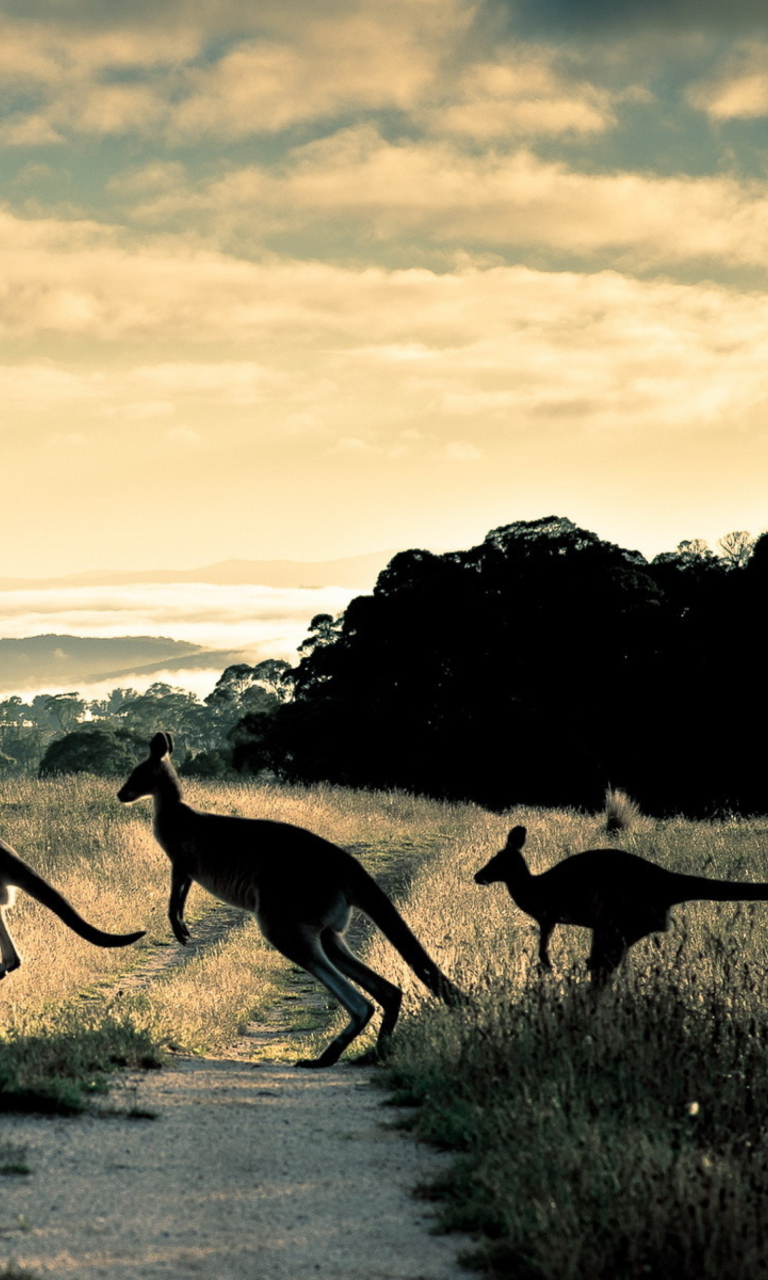 Kangaroo wallpaper 768x1280