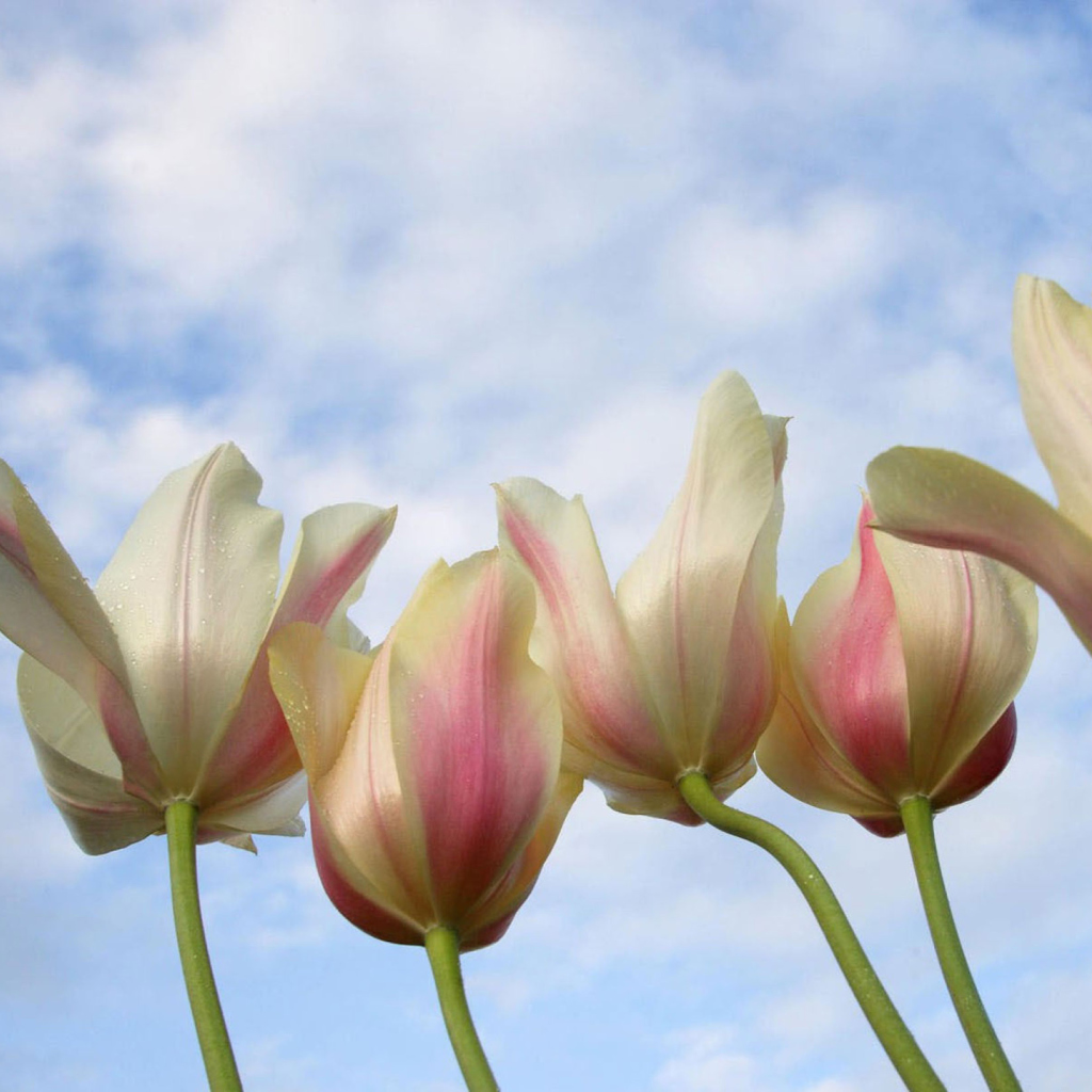 Fondo de pantalla White Tulips 1024x1024