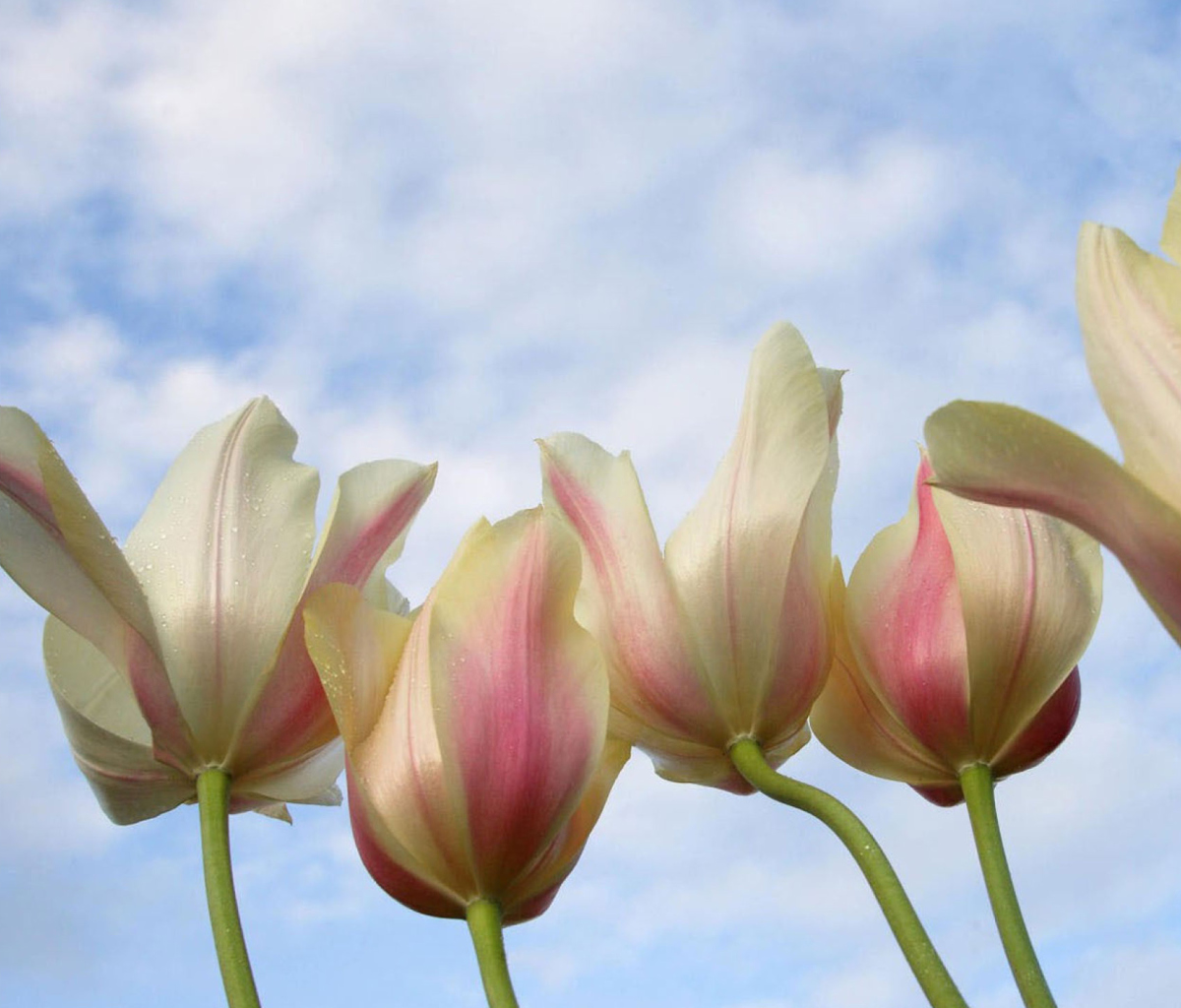 Fondo de pantalla White Tulips 1200x1024