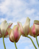 White Tulips screenshot #1 128x160