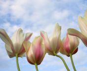 Sfondi White Tulips 176x144