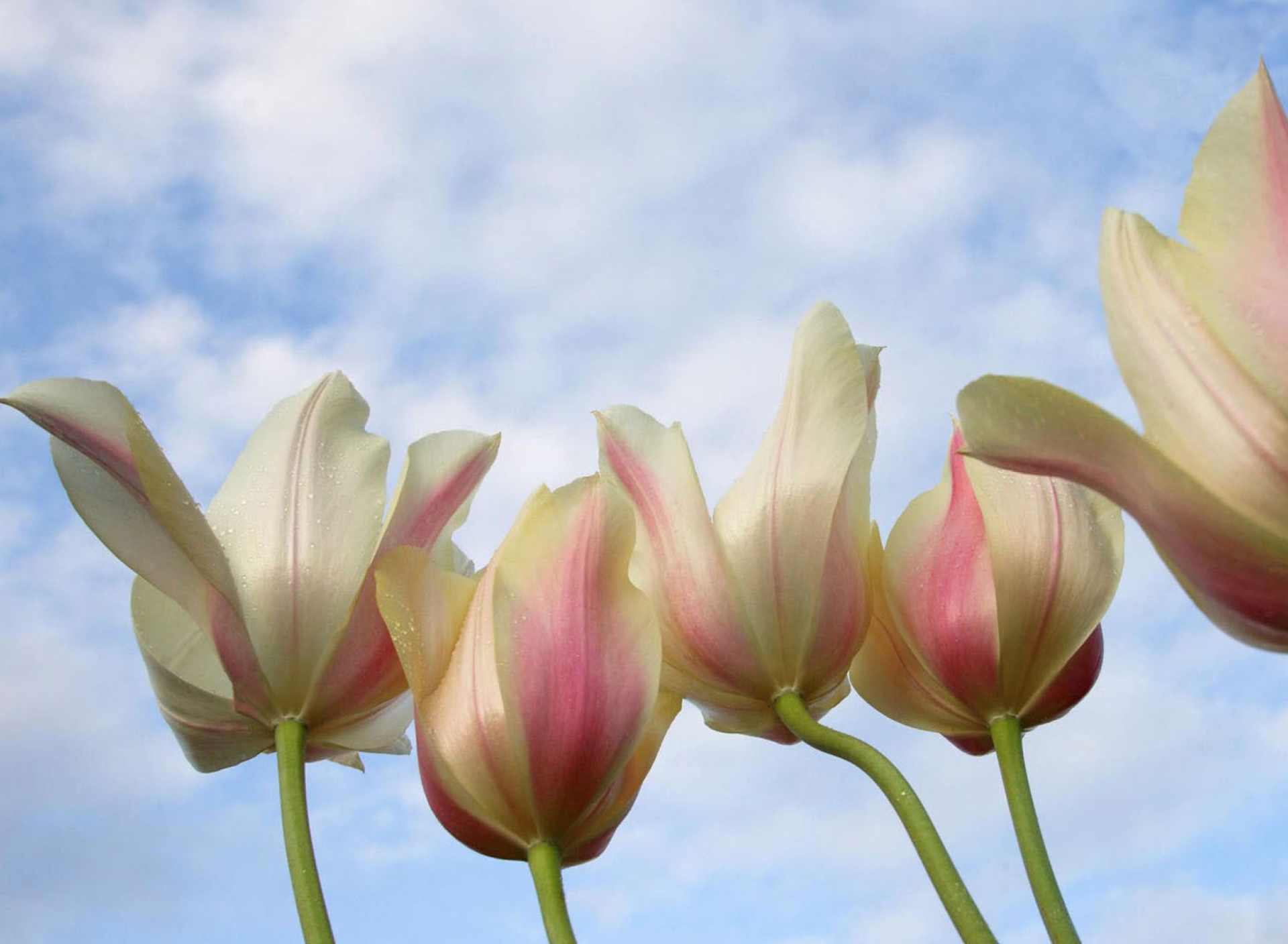 Обои White Tulips 1920x1408