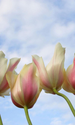 Sfondi White Tulips 240x400