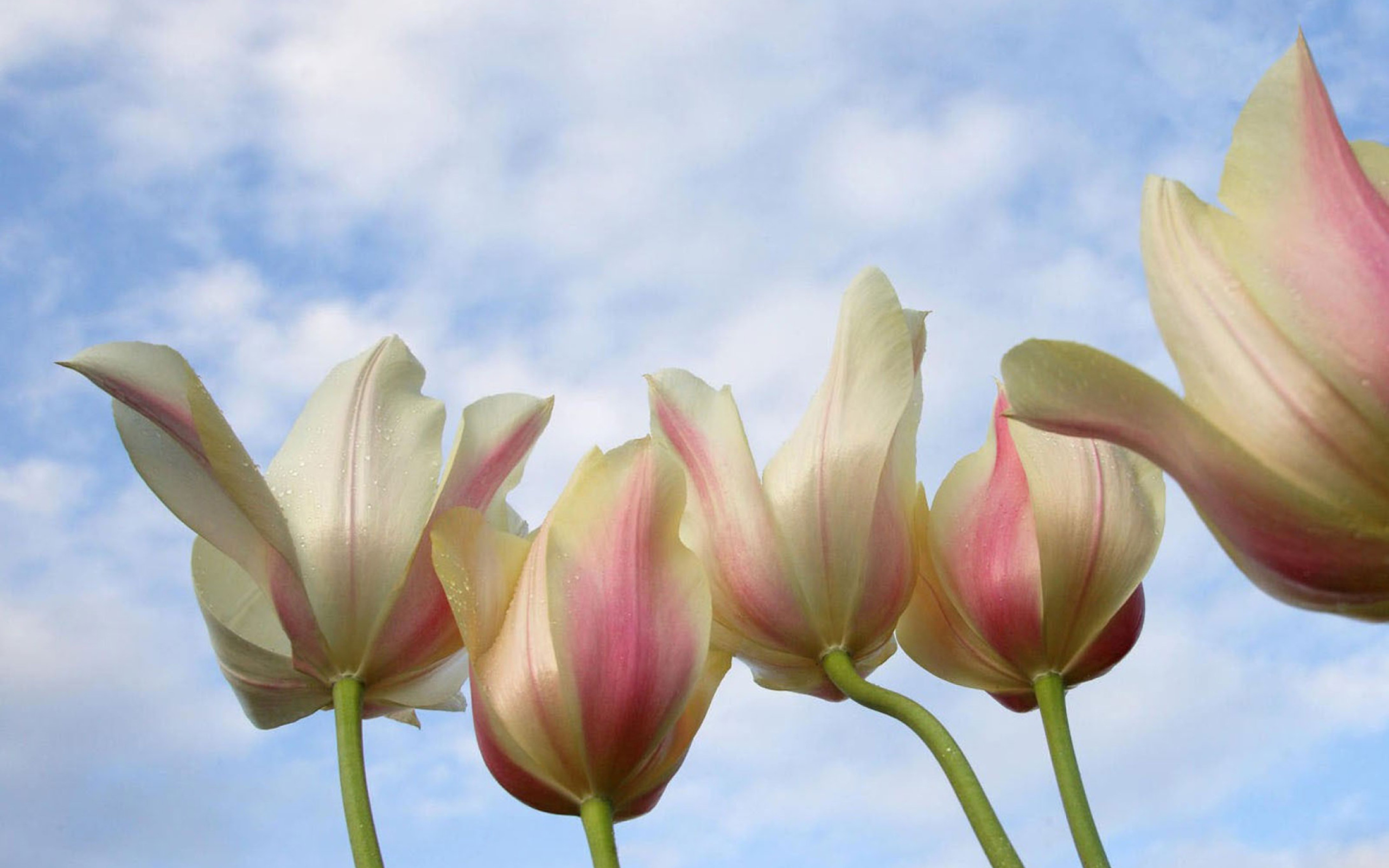 Sfondi White Tulips 2560x1600