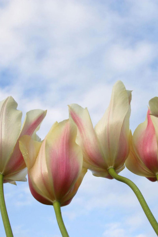 Fondo de pantalla White Tulips 320x480