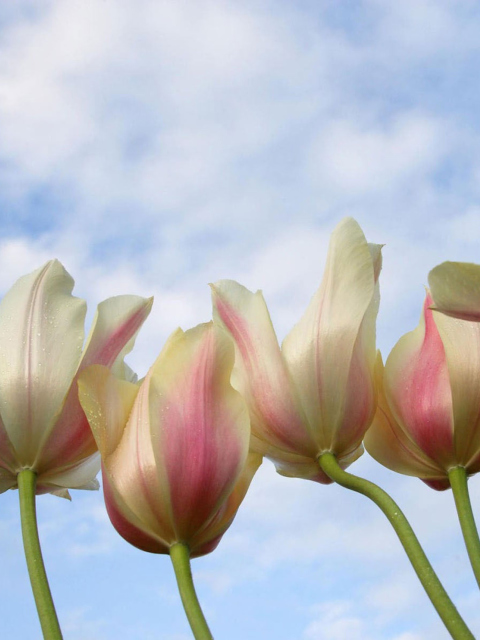 Обои White Tulips 480x640
