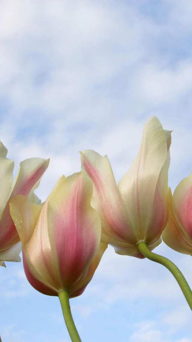 Das White Tulips Wallpaper 640x1136