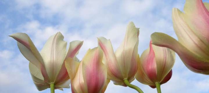 Das White Tulips Wallpaper 720x320
