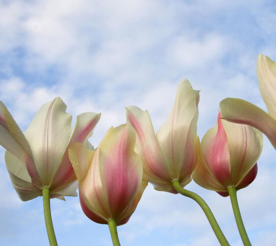 White Tulips screenshot #1 960x854