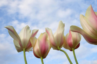 Kostenloses White Tulips Wallpaper für Android, iPhone und iPad