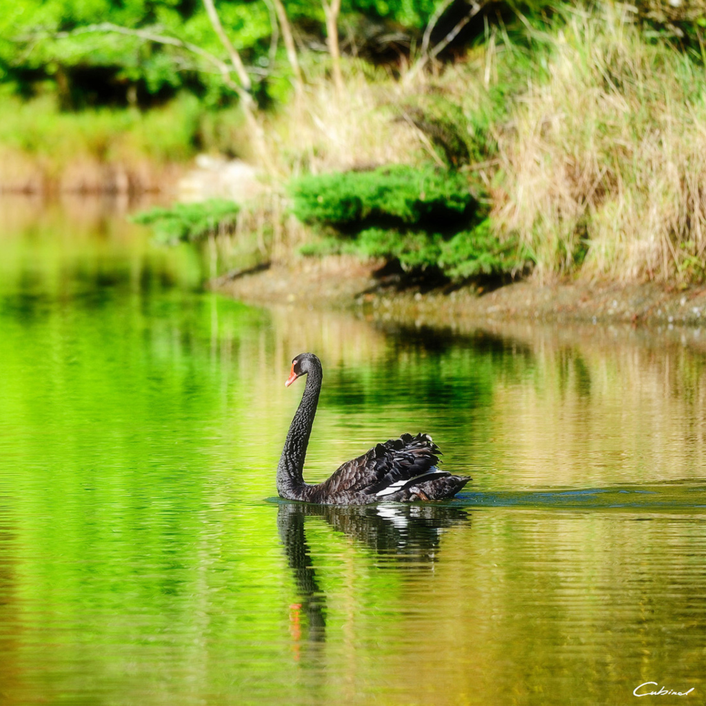 Sfondi Black Swan Lake 1024x1024