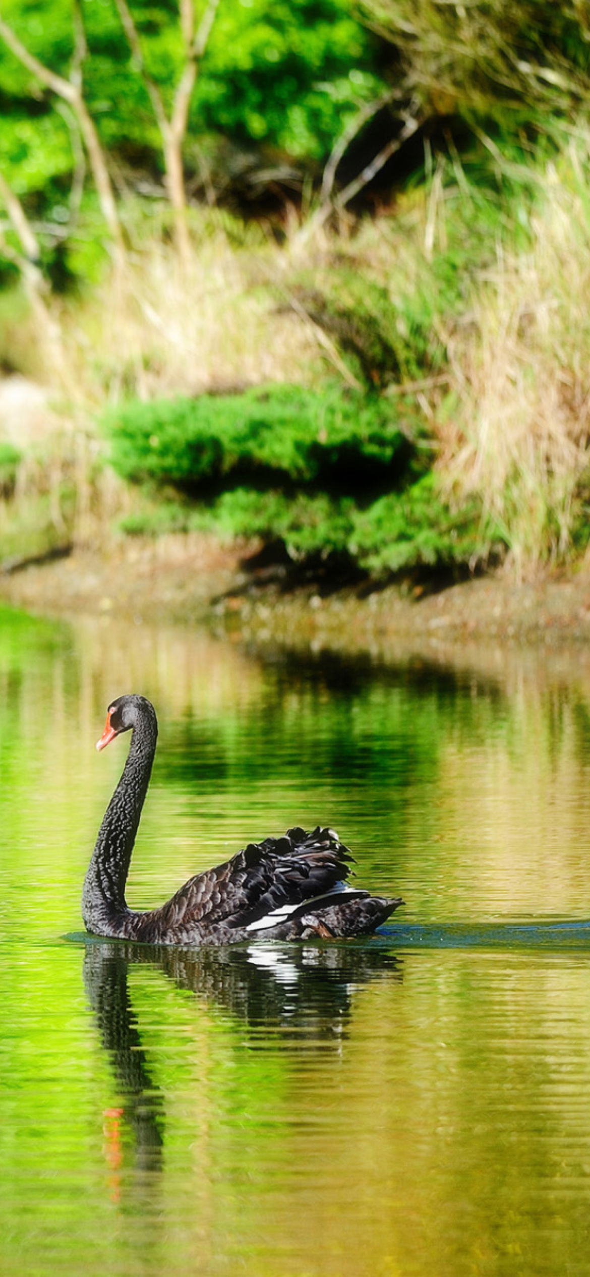 Black Swan Lake screenshot #1 1170x2532