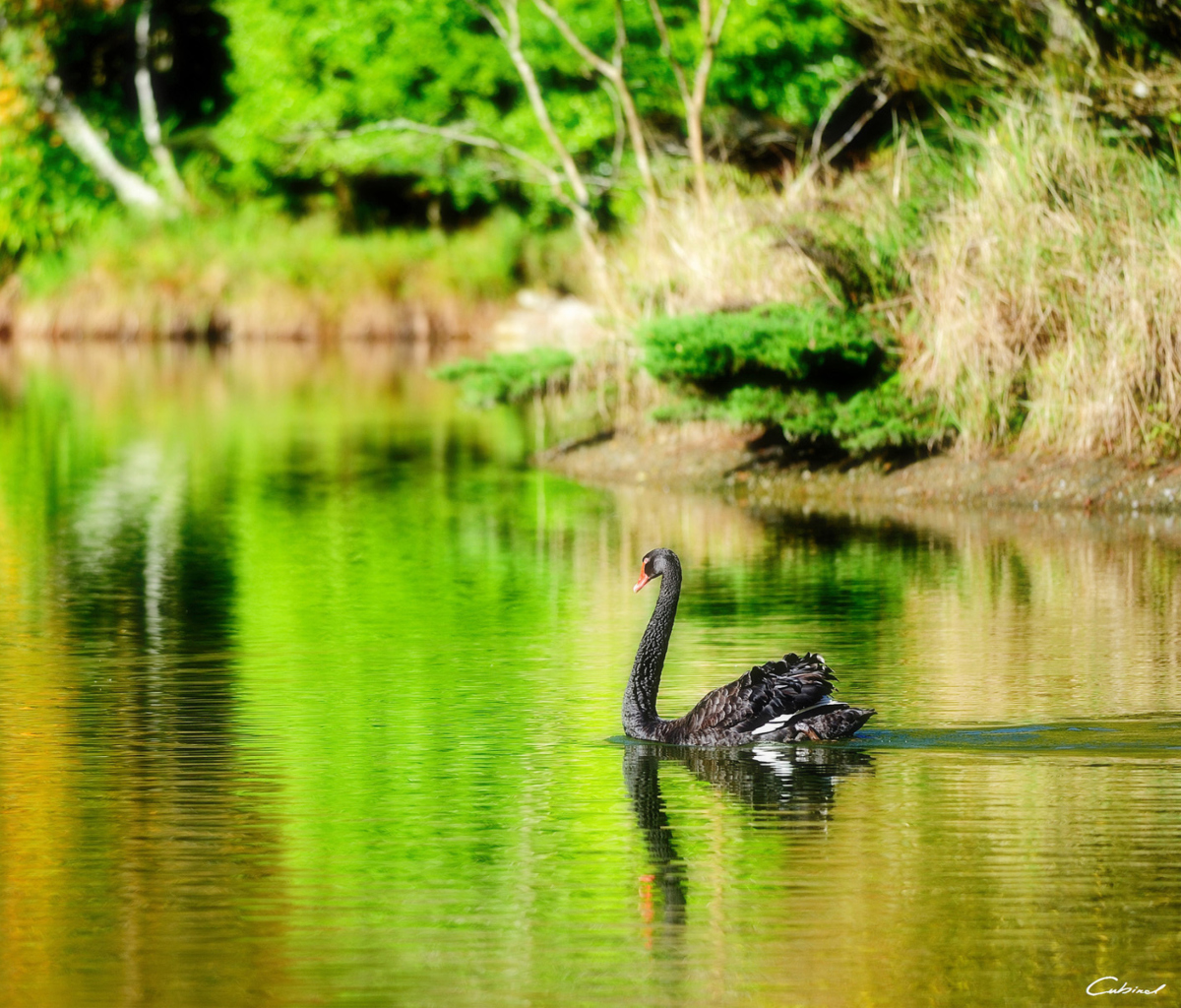 Sfondi Black Swan Lake 1200x1024