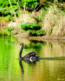 Fondo de pantalla Black Swan Lake 128x160