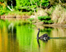 Black Swan Lake wallpaper 220x176