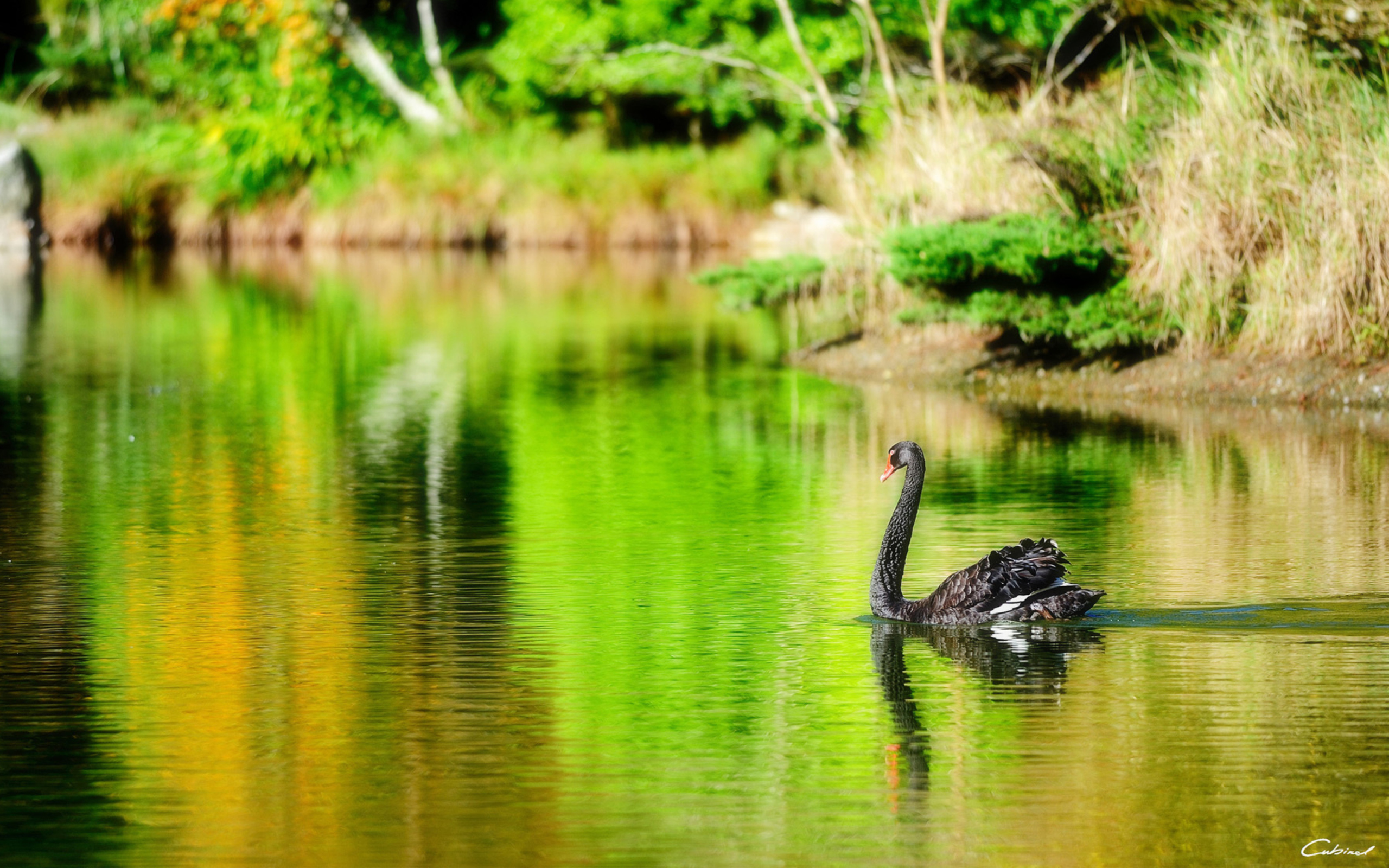 Das Black Swan Lake Wallpaper 2560x1600