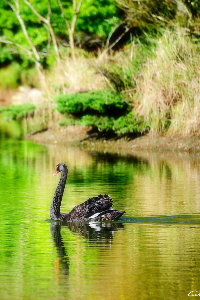 Das Black Swan Lake Wallpaper 640x960