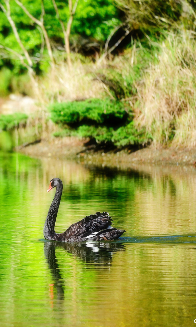 Обои Black Swan Lake 768x1280