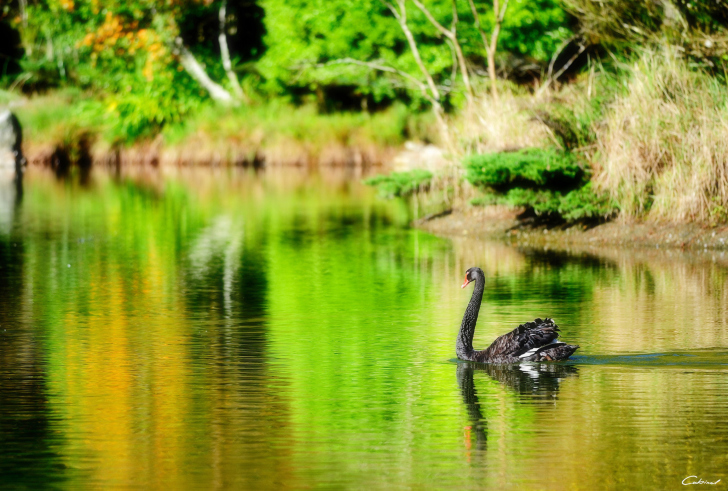 Fondo de pantalla Black Swan Lake