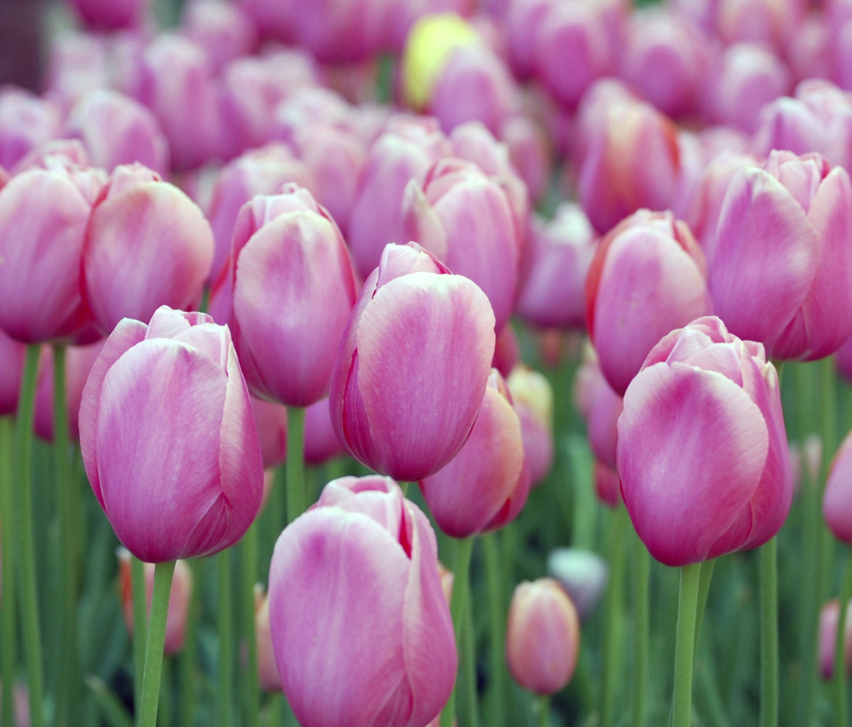 Обои Pink Tulips 1200x1024