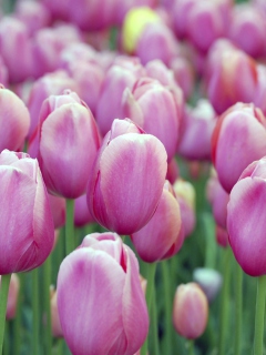 Pink Tulips screenshot #1 240x320