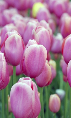 Screenshot №1 pro téma Pink Tulips 240x400