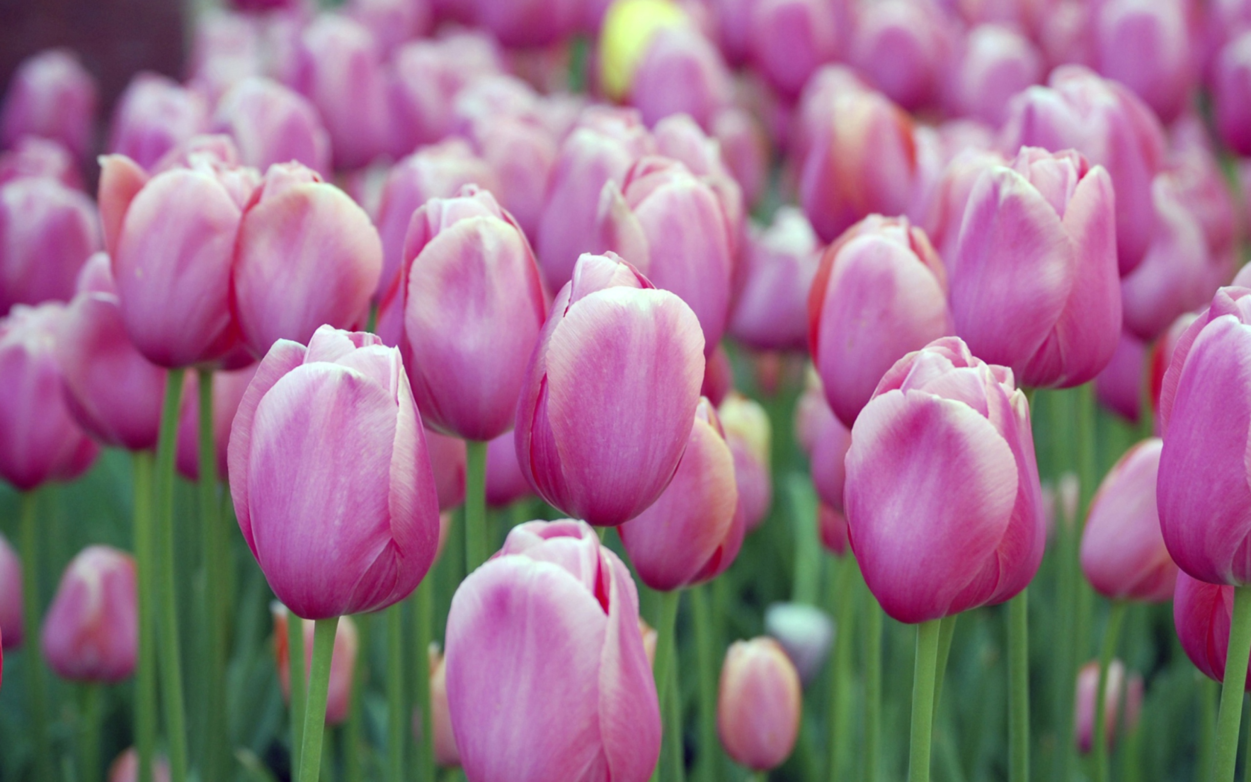 Pink Tulips wallpaper 2560x1600