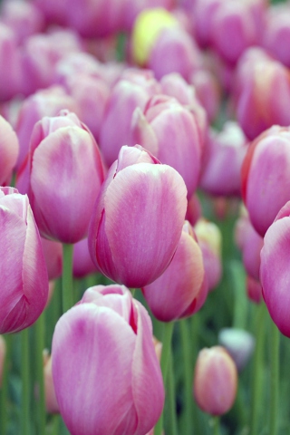 Screenshot №1 pro téma Pink Tulips 320x480