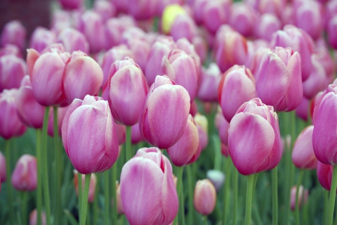 Screenshot №1 pro téma Pink Tulips 480x320
