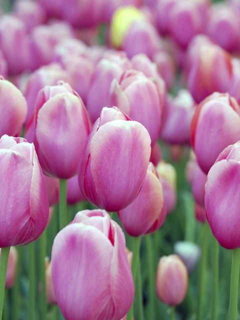 Pink Tulips screenshot #1 480x640