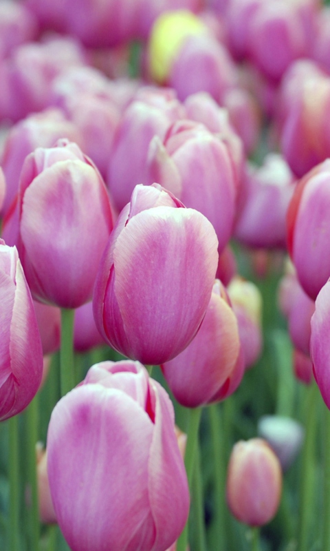 Обои Pink Tulips 480x800