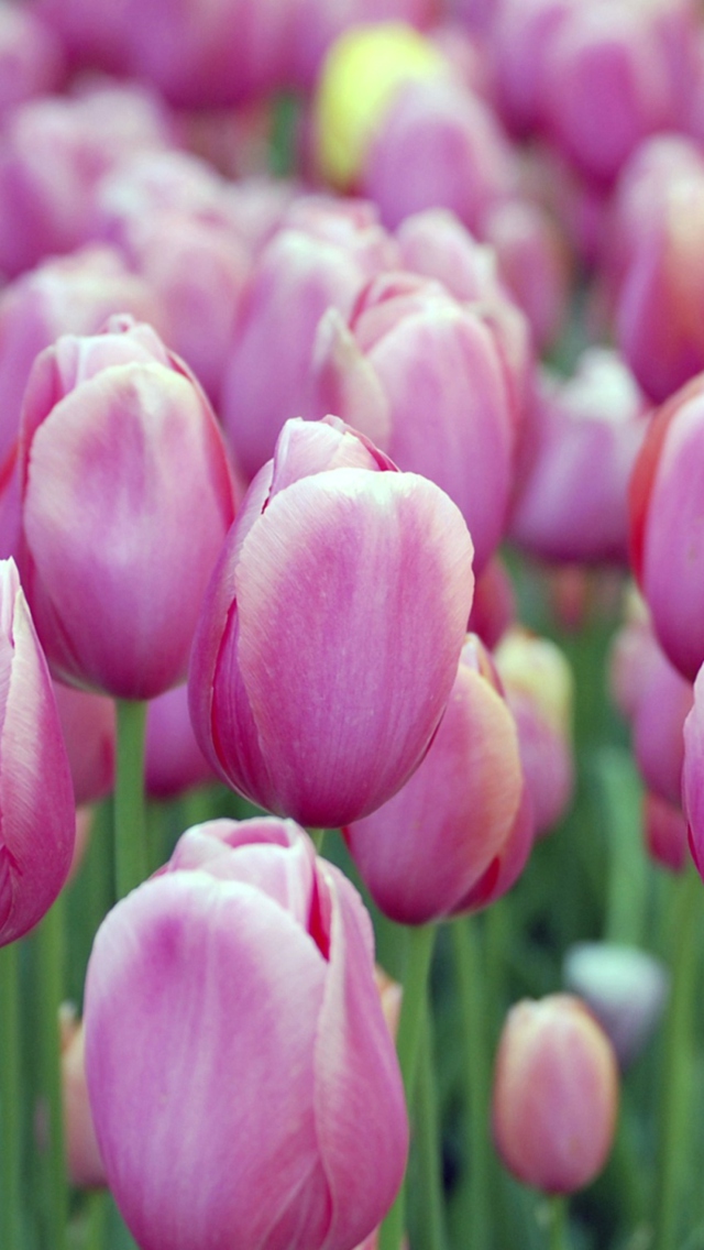 Sfondi Pink Tulips 640x1136