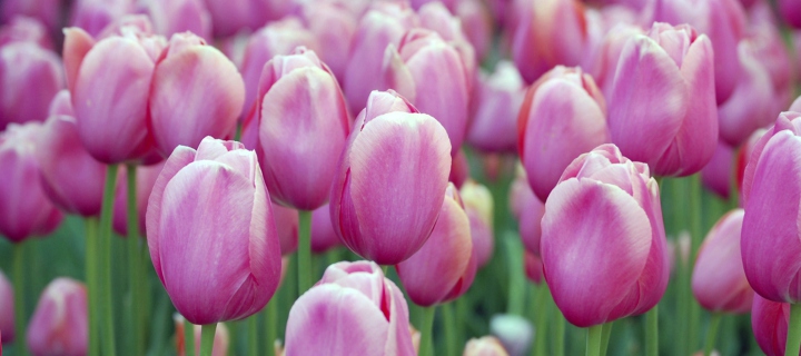 Pink Tulips wallpaper 720x320