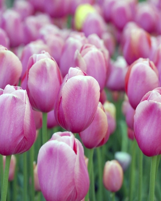 Pink Tulips papel de parede para celular para iPhone 4S