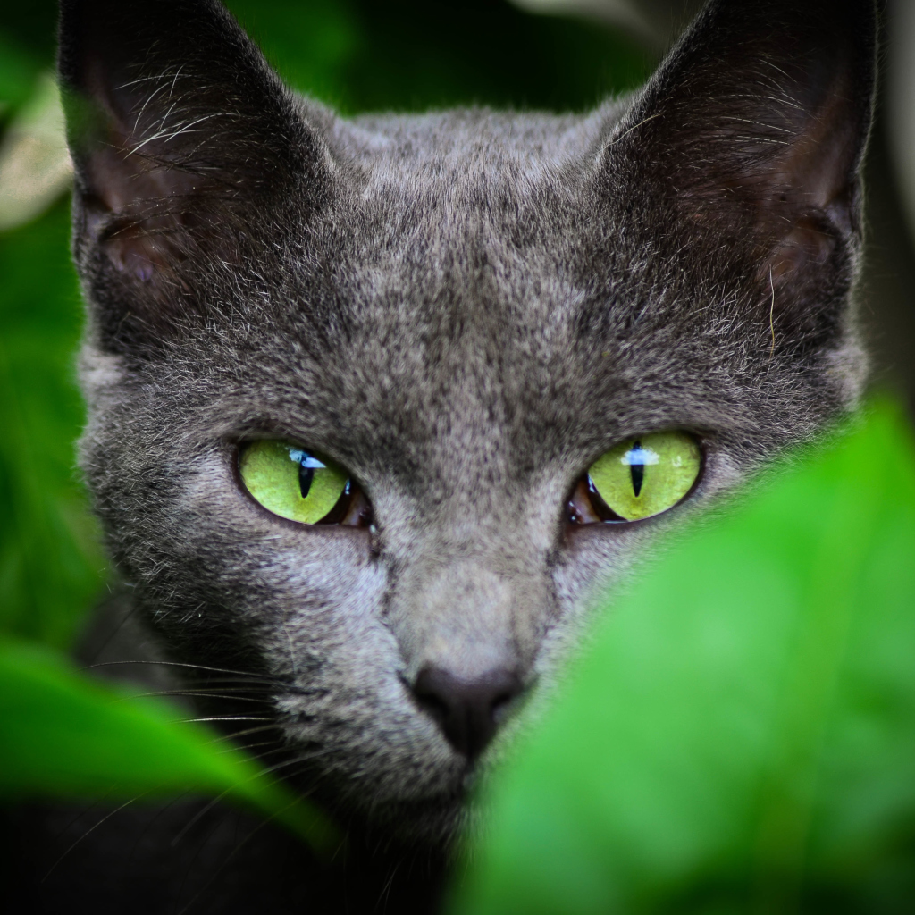 Cat With Green Eyes wallpaper 1024x1024