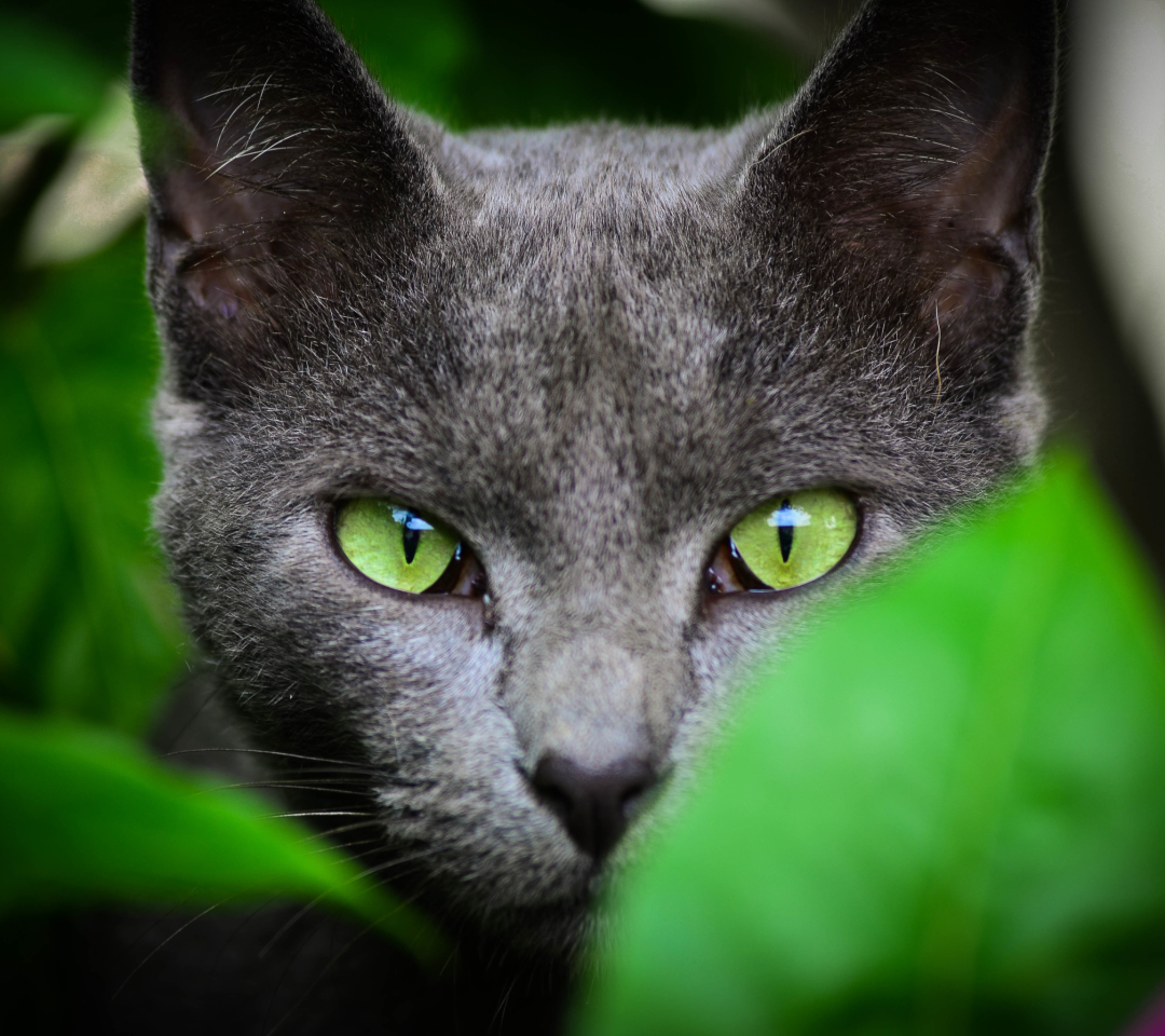 Обои Cat With Green Eyes 1080x960