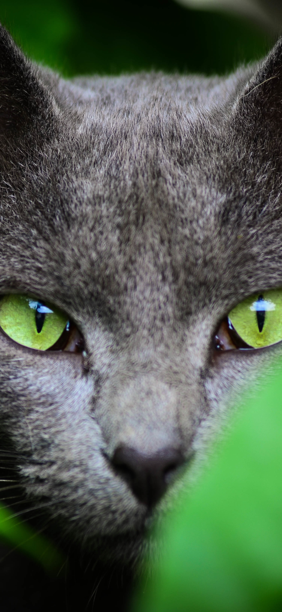 Cat With Green Eyes wallpaper 1170x2532