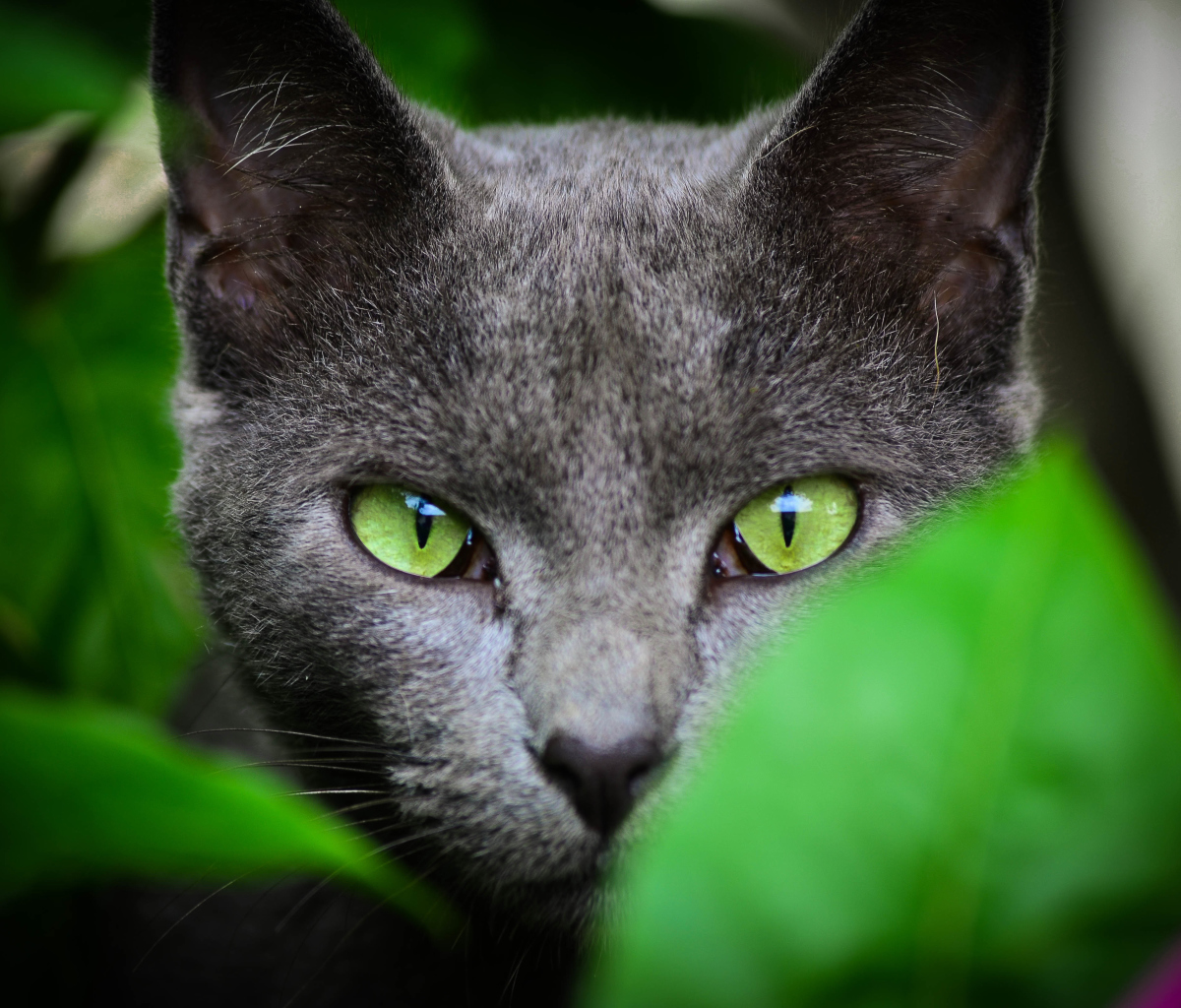 Обои Cat With Green Eyes 1200x1024