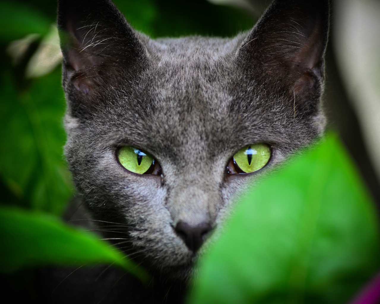 Sfondi Cat With Green Eyes 1280x1024