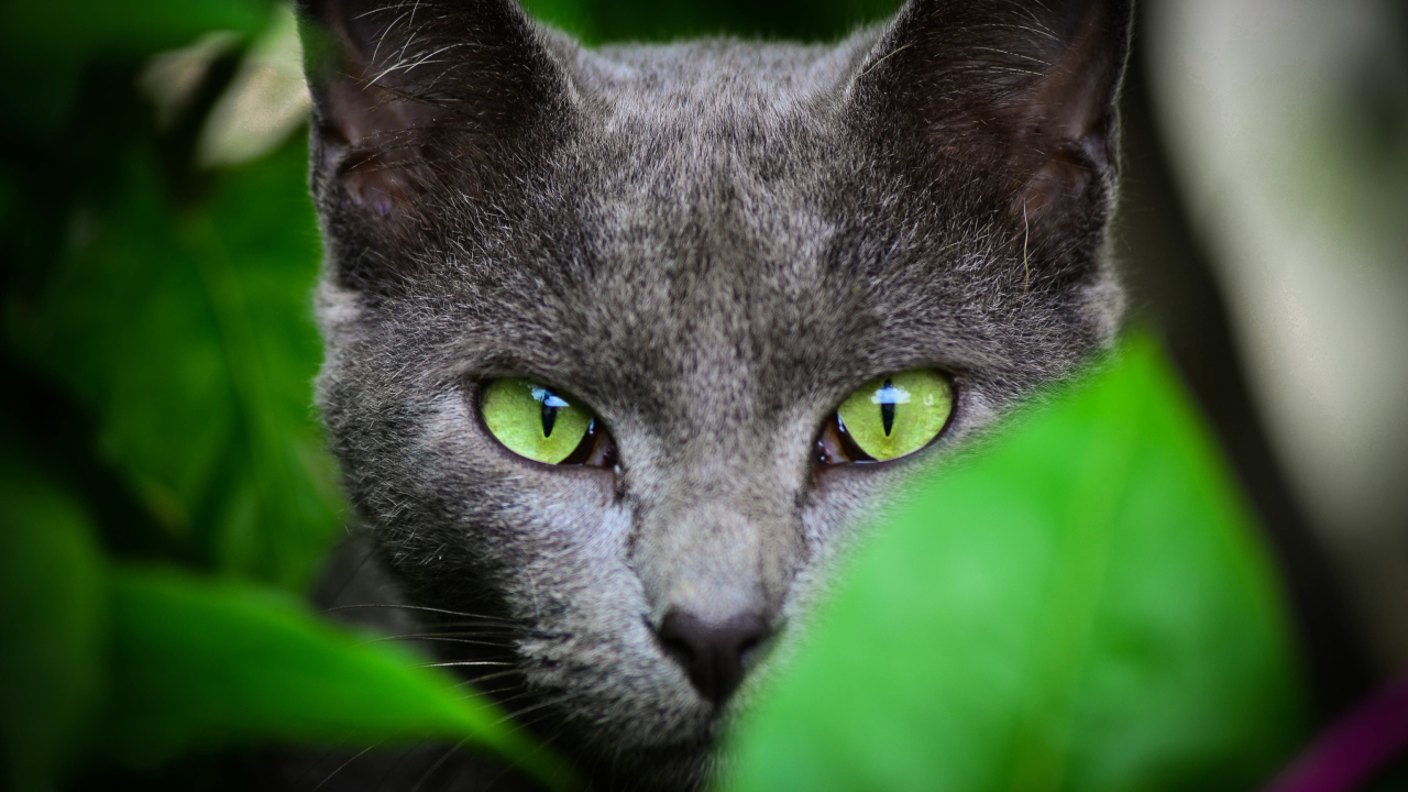 Das Cat With Green Eyes Wallpaper 1280x720